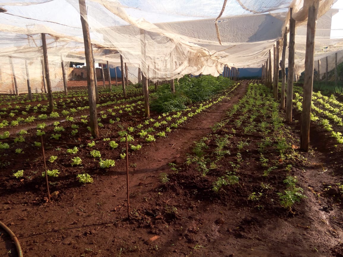 Falta de chuva prejudica agricultura em Cordeirópolis