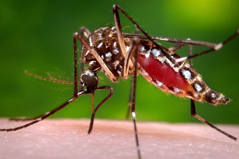 Boletim Municipal informa 500 casos de dengue em Cordeirópolis