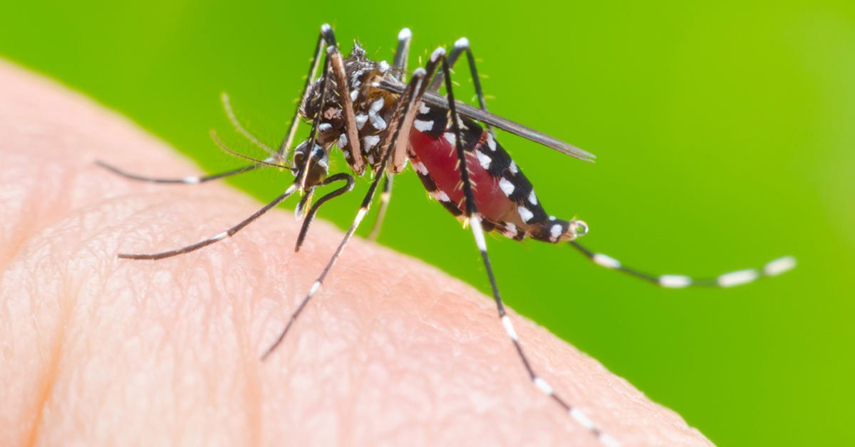 Dengue - Entre suspeitos e confirmados números chegam a 135 em Cordeirópolis