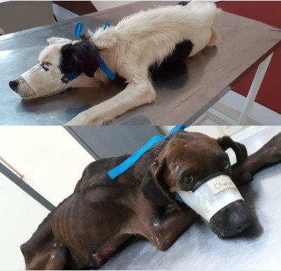 Coordenadoria Bem Estar Animal resgata dois cachorros por maus tratos