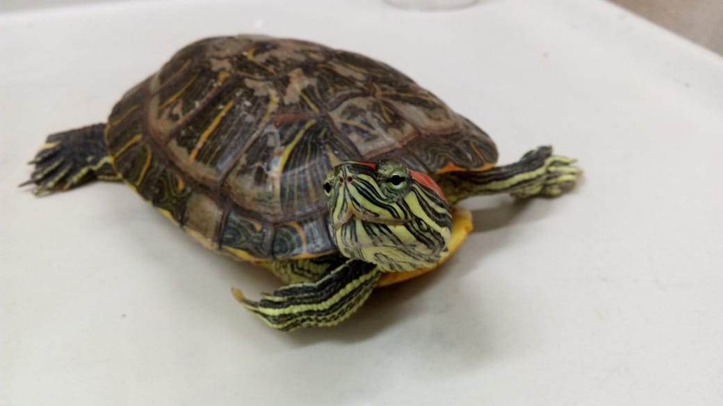 Pelotão Ambiental resgata tartaruga de ouvido vermelho