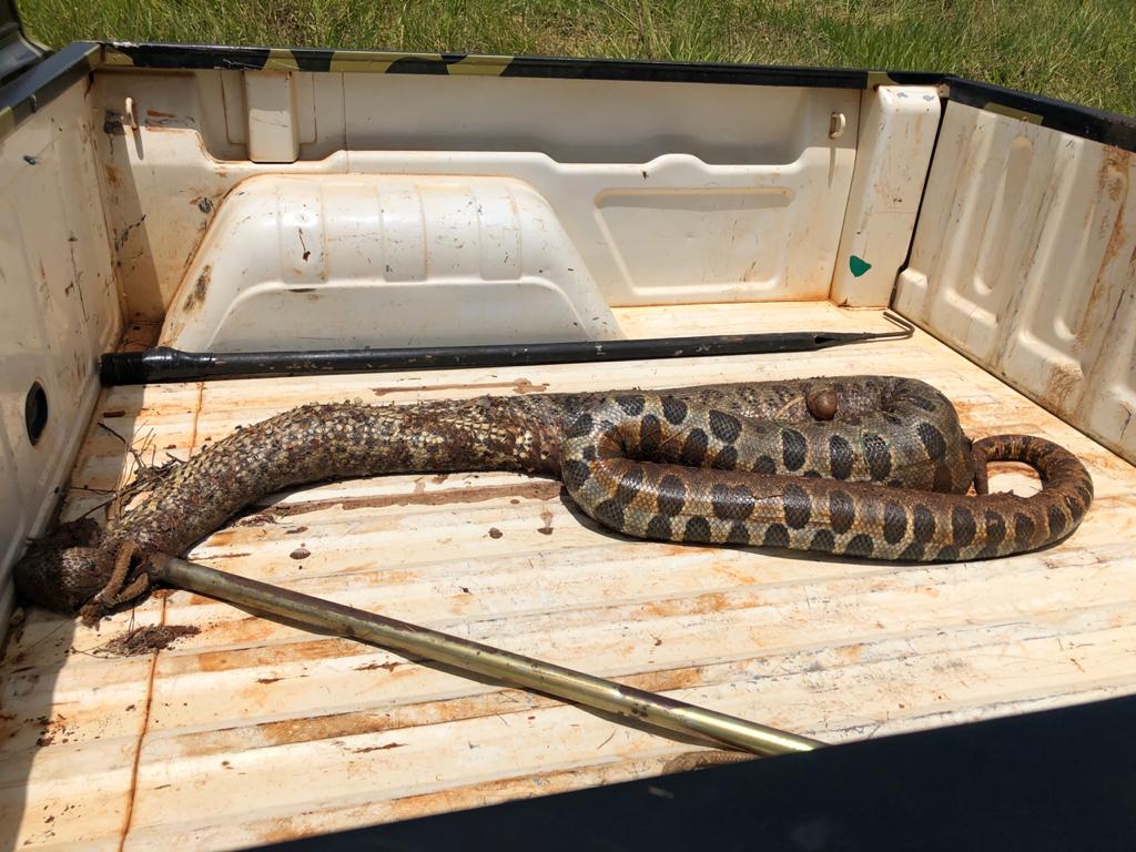 Cobra Sucuri de 3 metros é encontrada morta em Cordeirópolis