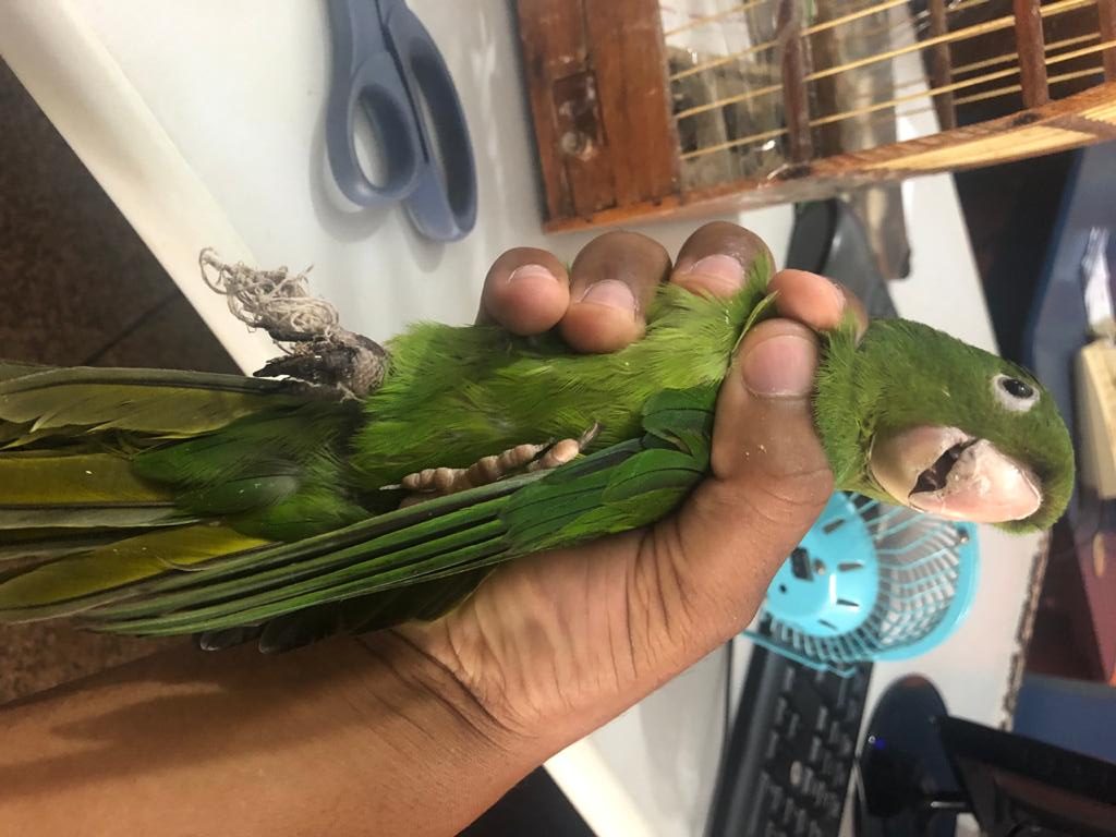 Pelotão Ambiental resgata mais uma ave ferida