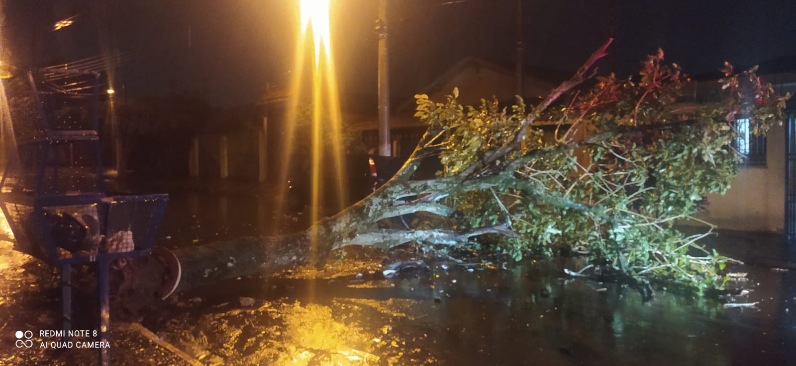 Chuva e rajadas de vento derrubam árvores em Cordeirópolis