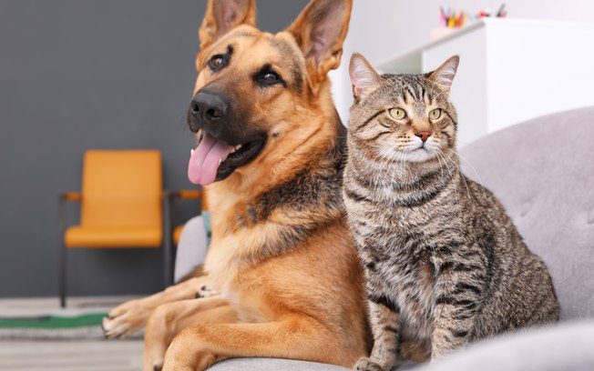 Você é a favor ou contra a microchipagem de cães e gatos em Cordeirópolis?