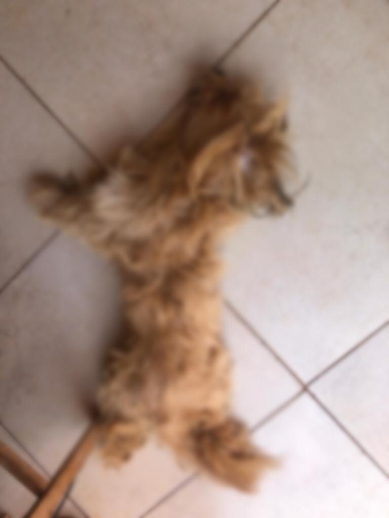 7 cães e gatos aparecem mortos na Vila Primavera em Cordeirópolis