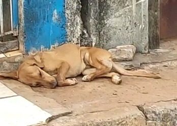Coordenadoria Bem Estar Animal procura por cão abandonado com Cinomose
