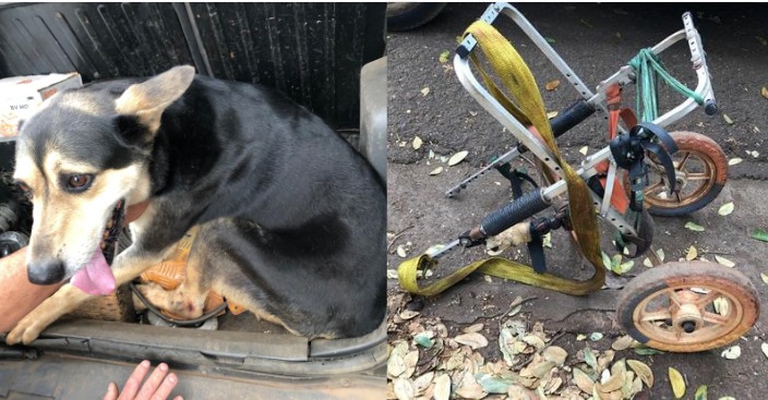 Cão com deficiência é abandonado em Cordeirópolis