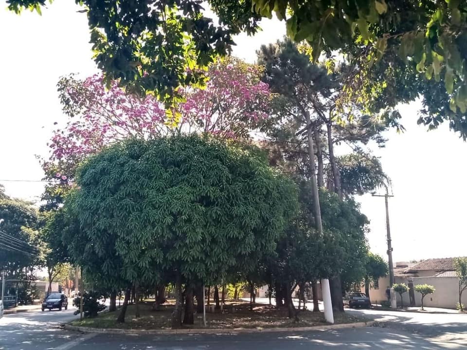 Projeto traz mapeamento de árvores em Cordeirópolis