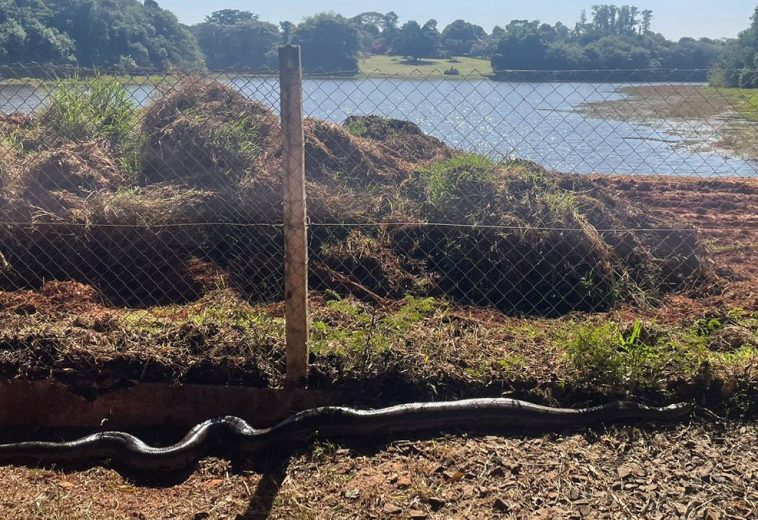 Cobra Sucuri de 3 metros é resgatada em Cordeirópolis