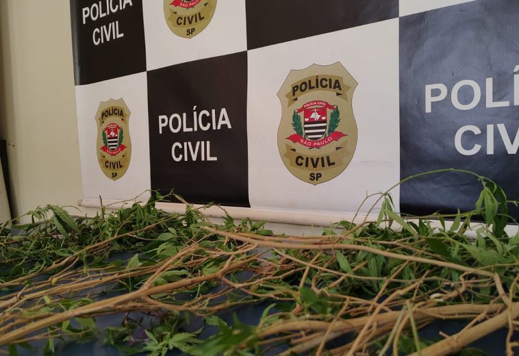 Polícia Civil de Santa Gertrudes destrói plantação de maconha e conduz responsável à delegacia