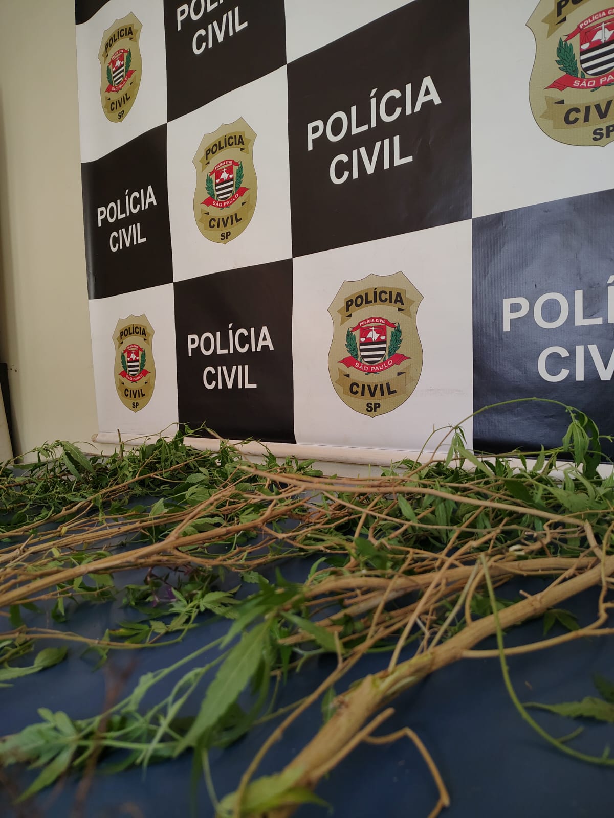 Polícia Civil de Santa Gertrudes destrói plantação de maconha e conduz responsável à delegacia