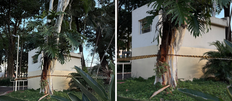Prefeitura realiza remoção de árvores com risco de queda na Praça Central neste sábado