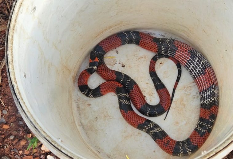 Corpo de Bombeiros de Cordeirópolis resgata cobra alojada em fogão de residência no Jardim Cordeiro